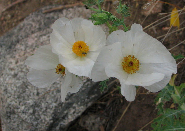 Argemone polyanthemos