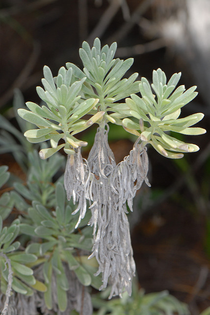 Argusia gnaphalodes