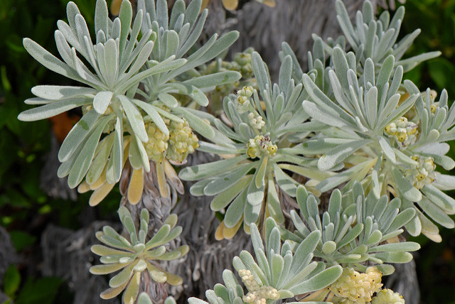 Argusia gnaphalodes