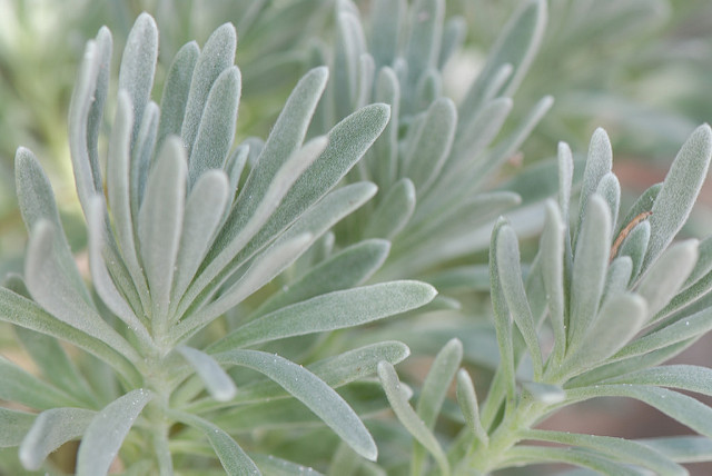 Argusia gnaphalodes
