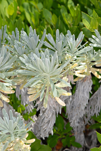 Argusia gnaphalodes