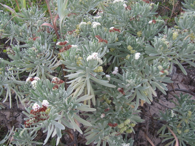 Argusia gnaphalodes