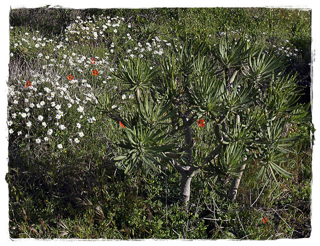 Argyranthemum foeniculaceum