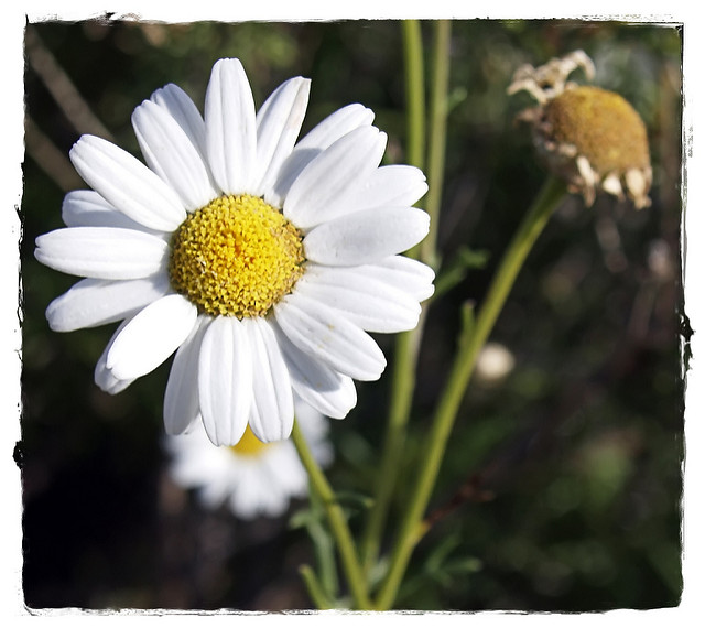 Argyranthemum foeniculaceum (Argyranthemum foeniculaceum)