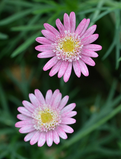 Marguerite des Canaries