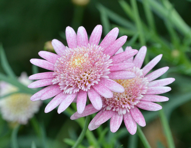 Marguerite des Canaries
