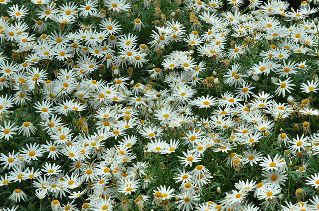Marguerite des Canaries