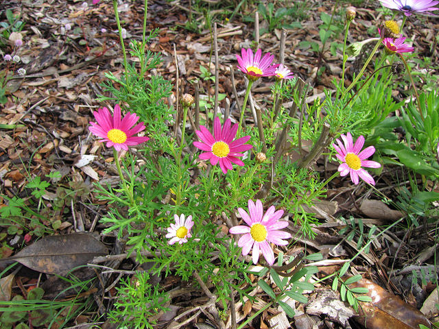 Marguerite des Canaries