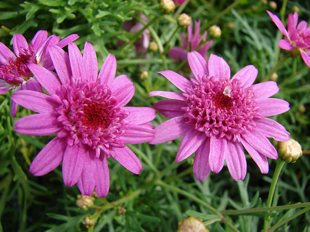 Marguerite des Canaries