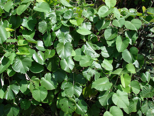 Argyreia nervosa
