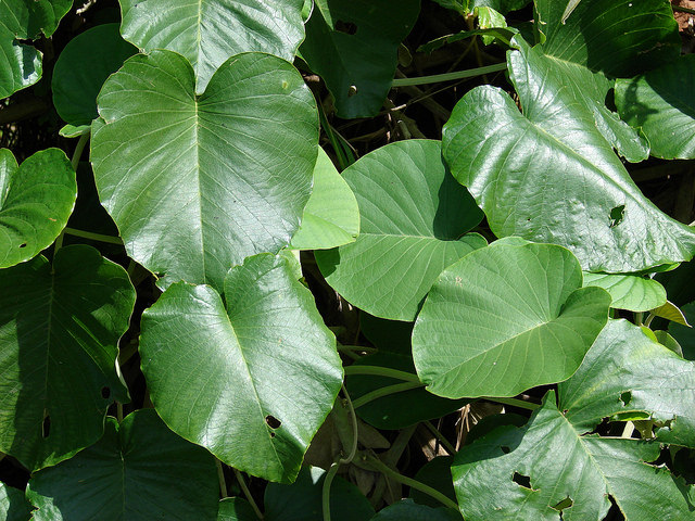 Argyreia nervosa