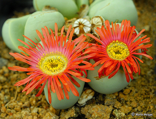 Argyroderma congregatum (Argyroderma congregatum)