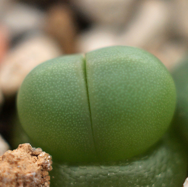Argyroderma delaetii