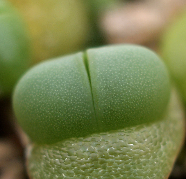 Argyroderma delaetii
