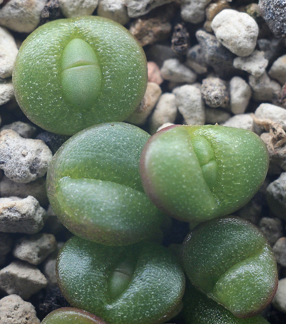Argyroderma delaetii