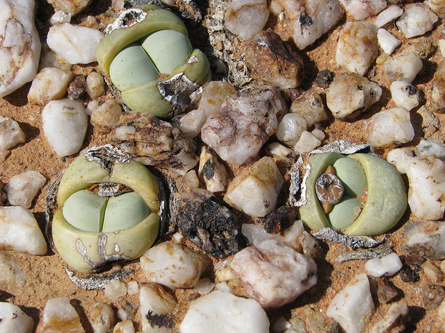 Argyroderma delaetii (Argyroderma delaetii)