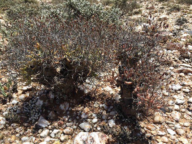 Argyroderma fissum