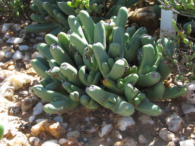 Argyroderma fissum