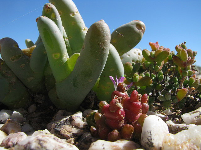 Argyroderma fissum (Argyroderma fissum)