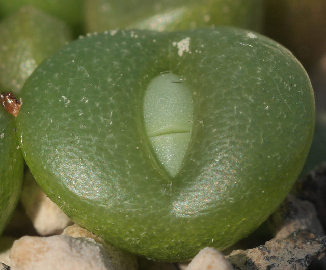 Argyroderma pearsonii