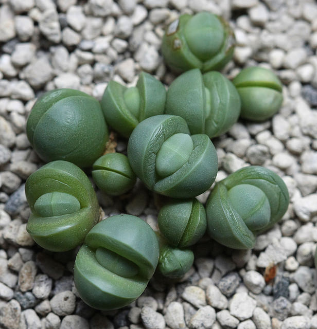 Argyroderma pearsonii