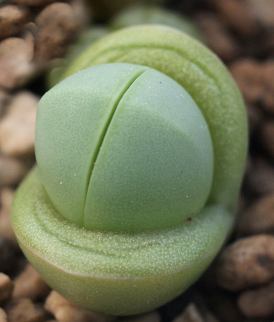 Argyroderma pearsonii