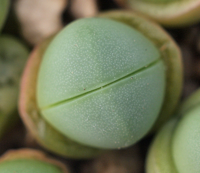 Argyroderma pearsonii