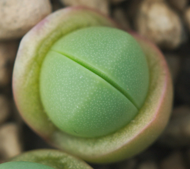 Argyroderma pearsonii