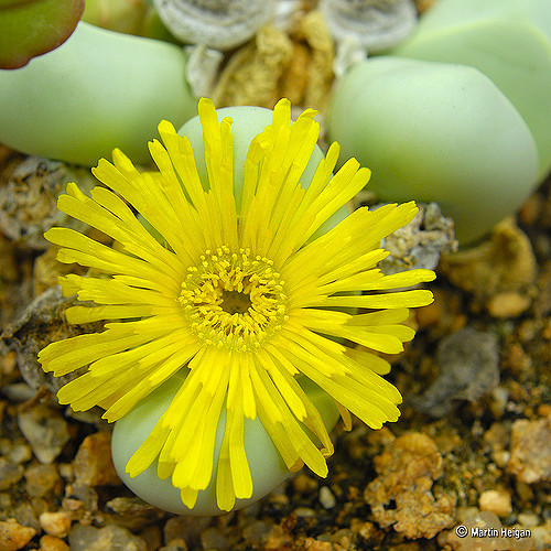 Argyroderma ringens (Argyroderma ringens)