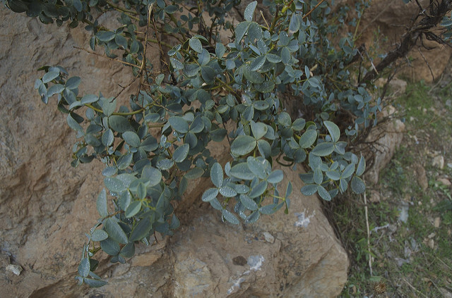 Argyrolobe de linné (Argyrolobium zanonii)
