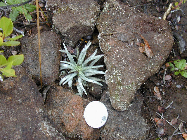 Argyroxiphium kauense