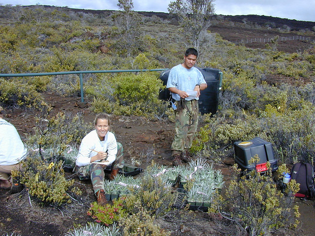 Argyroxiphium kauense