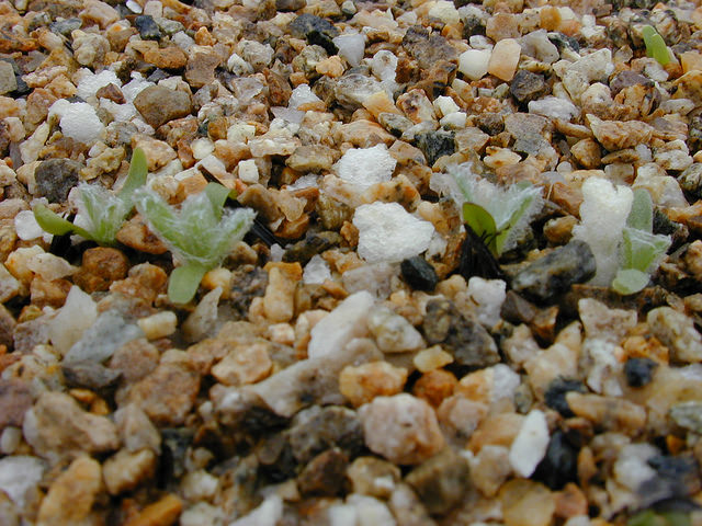 Argyroxiphium kauense