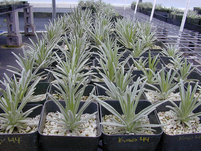 Argyroxiphium kauense