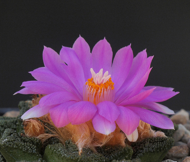 Cactus edelweiss (Ariocarpus fissuratus)