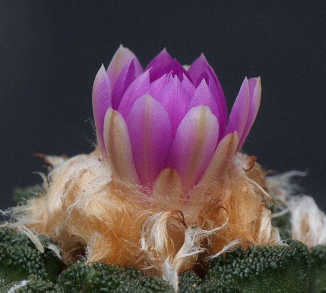 Cactus edelweiss