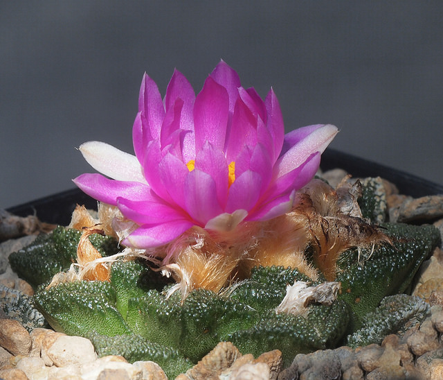 Cactus edelweiss