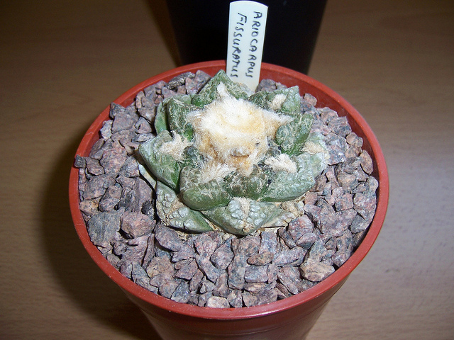Cactus edelweiss