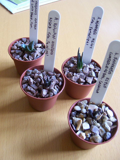 Cactus edelweiss