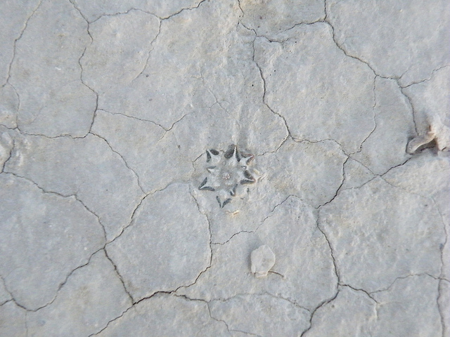 Ariocarpus kotschoubeyanus