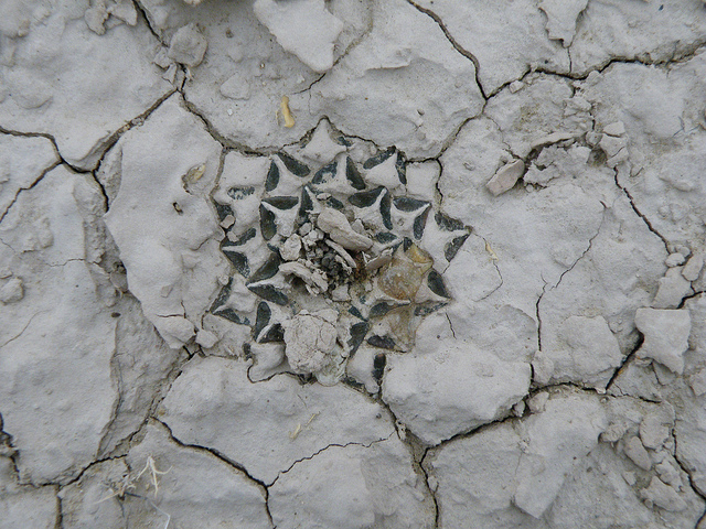 Ariocarpus kotschoubeyanus