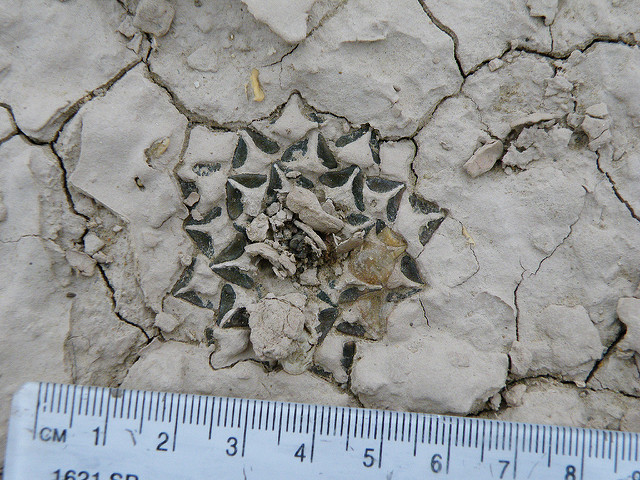 Ariocarpus kotschoubeyanus