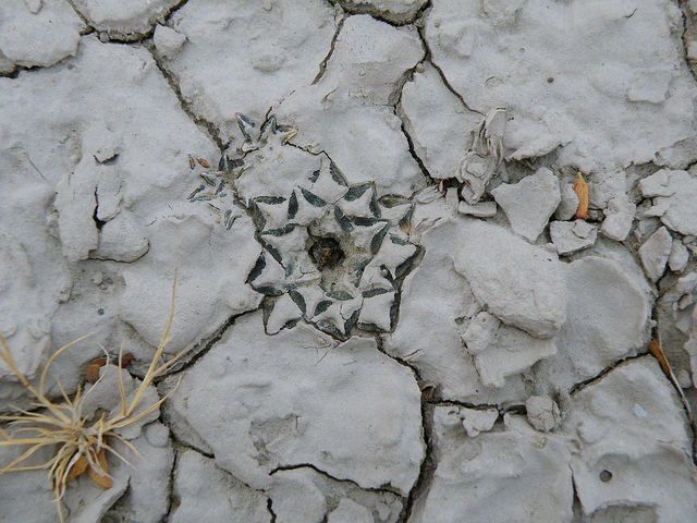 Ariocarpus kotschoubeyanus