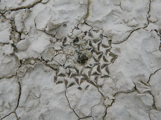 Ariocarpus kotschoubeyanus