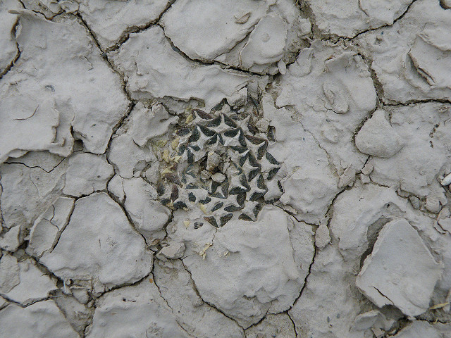 Ariocarpus kotschoubeyanus