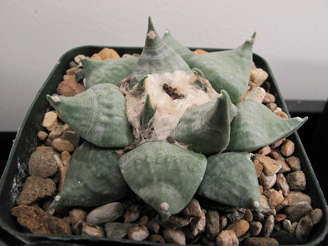 Ariocarpus retusus