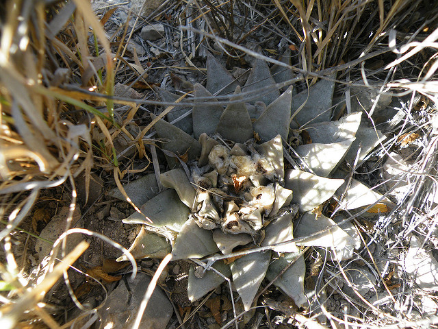 Ariocarpus retusus