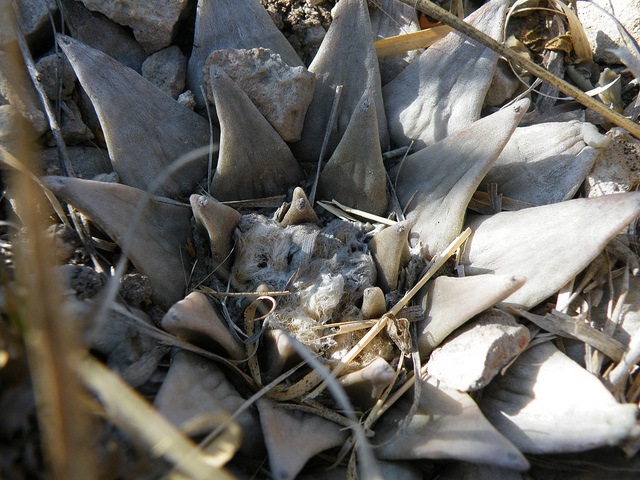 Ariocarpus retusus