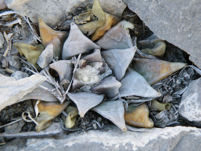 Ariocarpus retusus