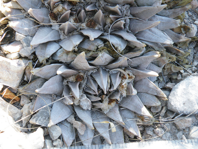 Ariocarpus retusus